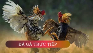 Hướng Dẫn Cách Chơi Đá Gà WS168 Tại DV88 Để Thắng Cược Dễ Dàng