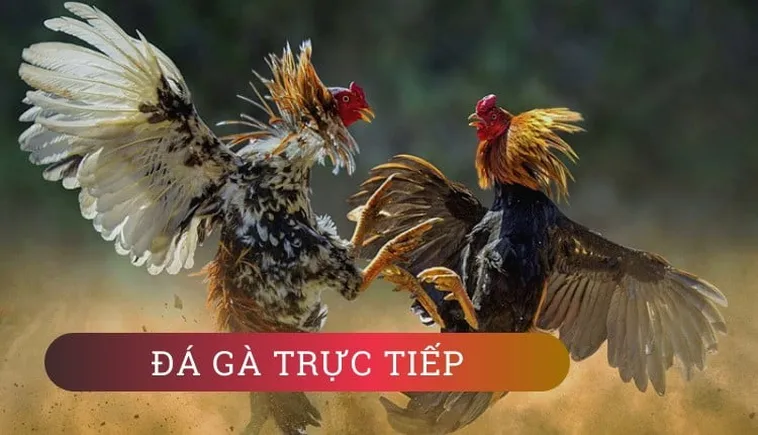 Hướng Dẫn Cách Chơi Đá Gà WS168 Tại DV88 Để Thắng Cược Dễ Dàng